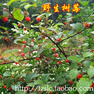 覆盆子 苗野生三月泡山莓牛奶泡苗盆栽植物复盆子现挖 树莓苗覆盆子