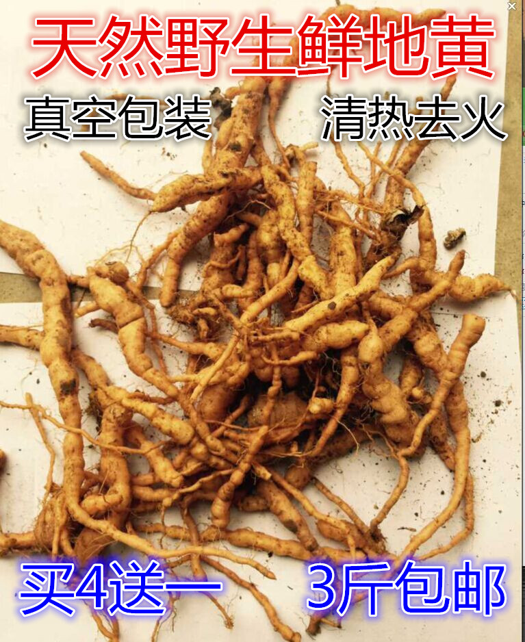 野生新鲜地黄 地黄买4送1斤 500G特价包邮