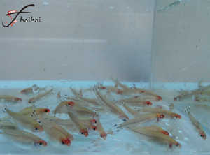 YUbaibai宠物鱼红鼻剪刀鱼水草缸淡水小型观赏