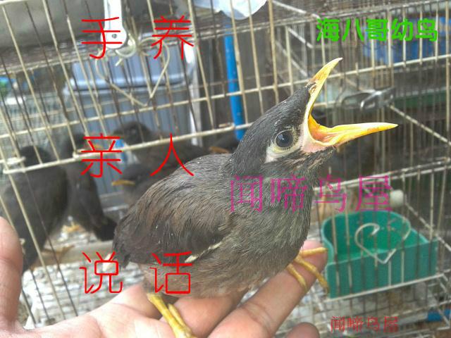 查看淘宝海南八哥 幼鸟苗说话活体花八林八黑八手养鸟鹩哥大型观赏
