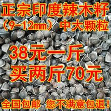 包邮 精选食用辣木子天然野生滋补品500克 正宗印度进口辣木籽