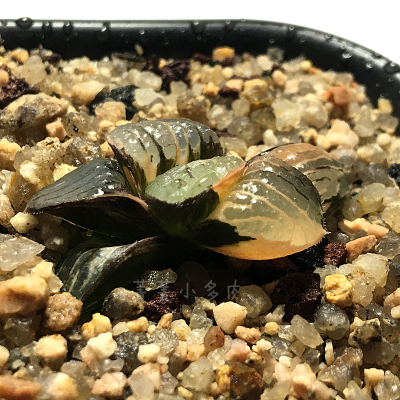 推荐最新十二新作海报 十二新作曲目信息资料