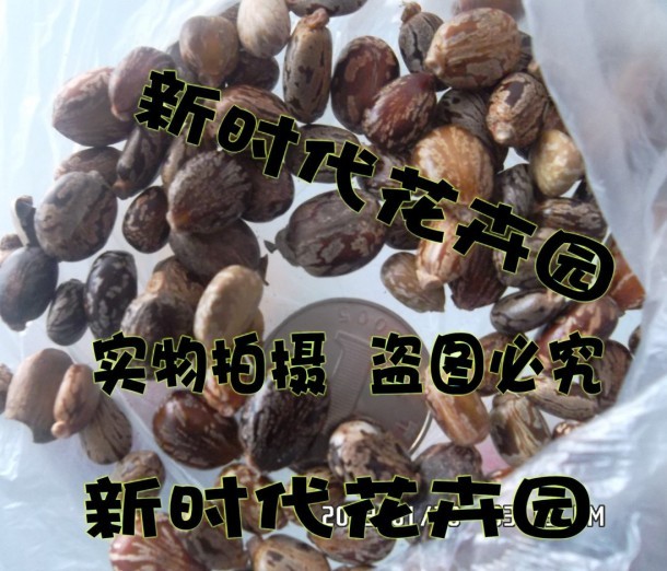 牛大力种子大力薯种子山莲藕大力薯南方人参