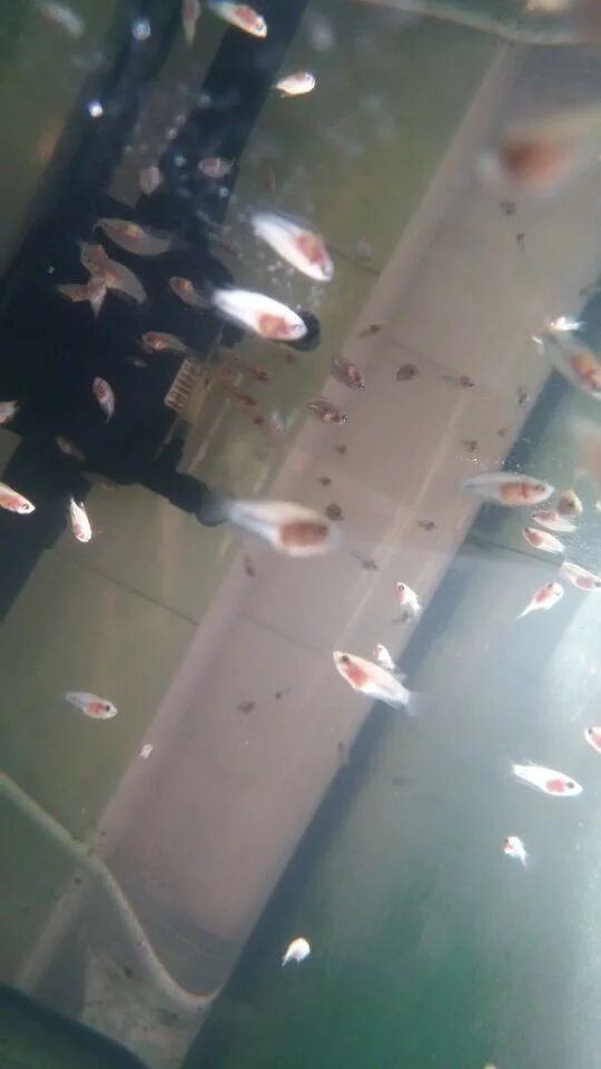 包邮 草履虫 洄水 活体开口饲料 学校实验 洄水