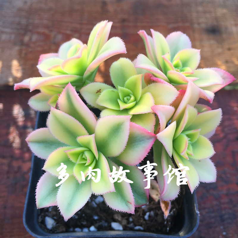 多肉故事馆/多肉植物【艳日辉】状态颜色已出/防辐射多肉精品