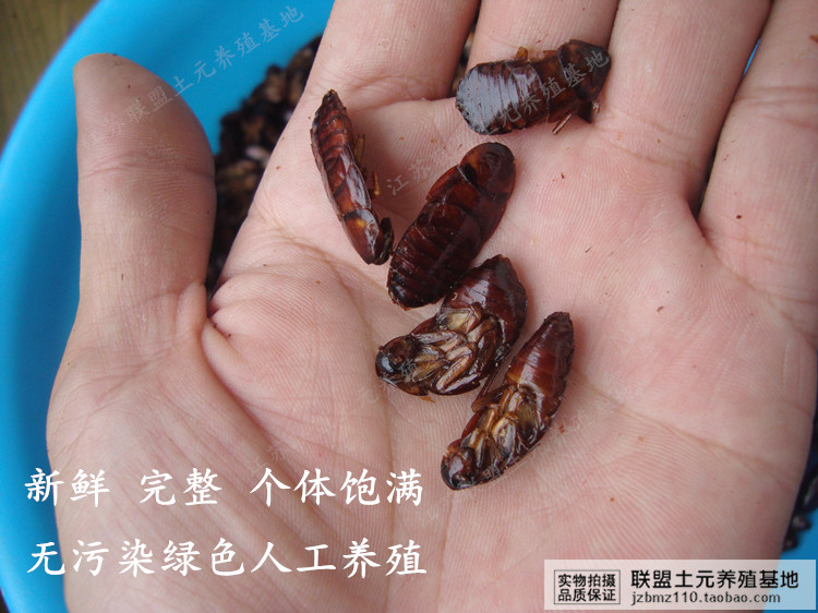 品质优良 颗粒饱满 蟑螂 (美洲大蠊)种卵 蜚蠊 卵鞘 茶婆子虫卵