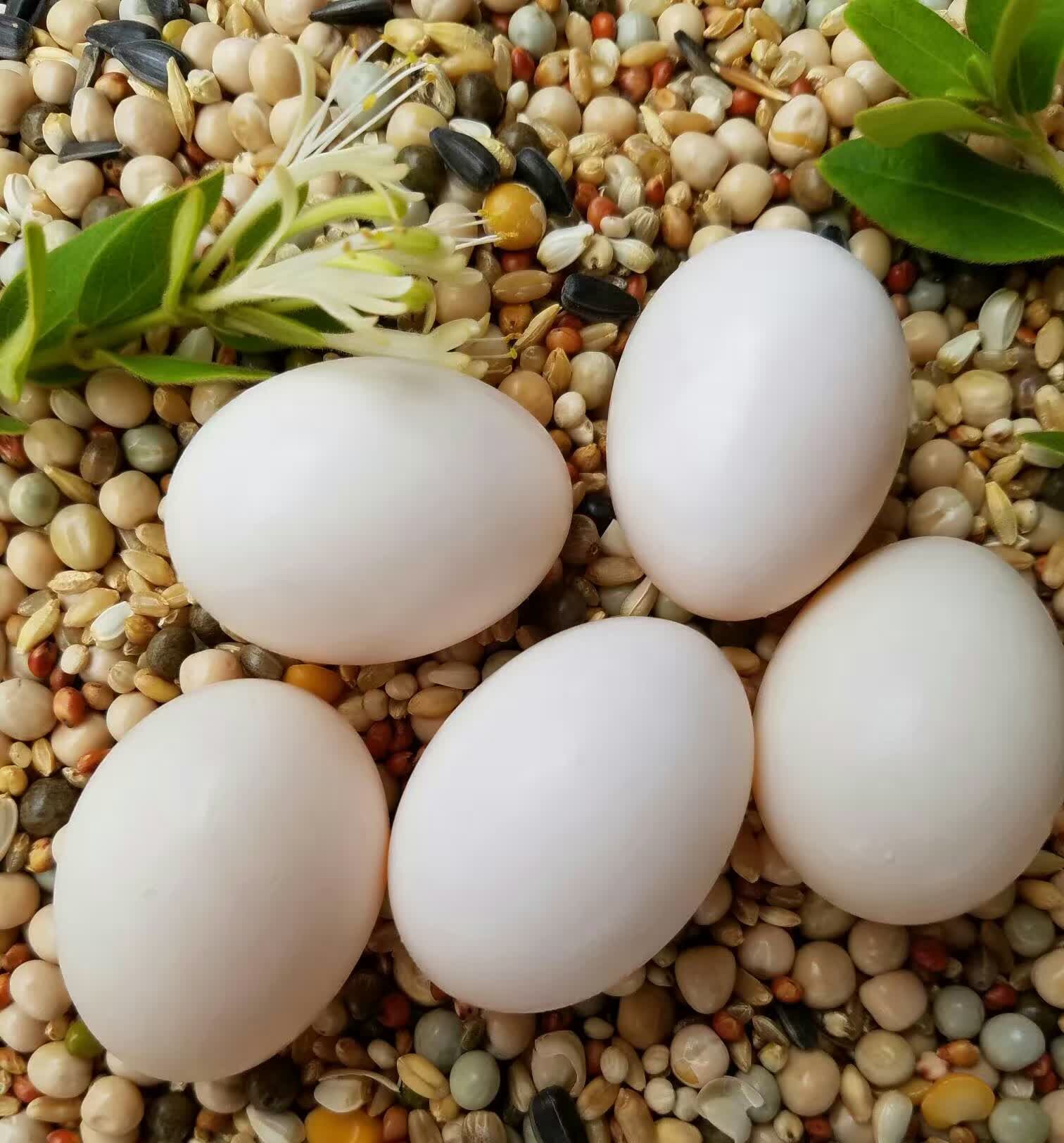 30枚装 精选新鲜土鸽蛋 农家散养五谷杂粮鸽子蛋白鸽蛋