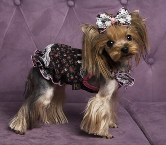 约克夏狗狗成犬幼犬家庭犬宠物狗支持支付宝犬舍直销cosplay活体