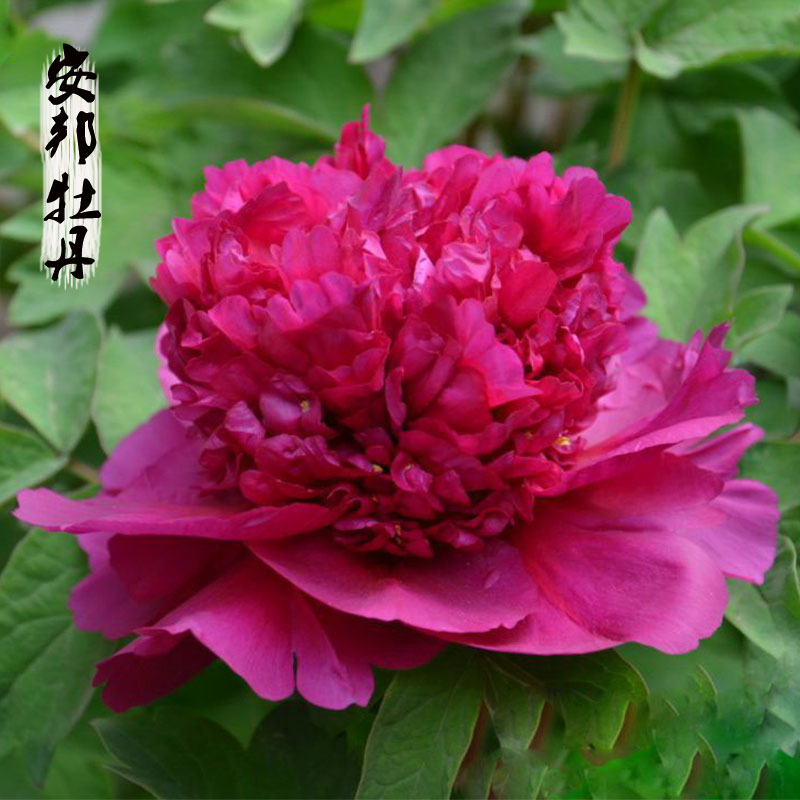 首案红观赏菏泽牡丹花卉花苗大苗庭院阳台盆栽绿植精品2017预定