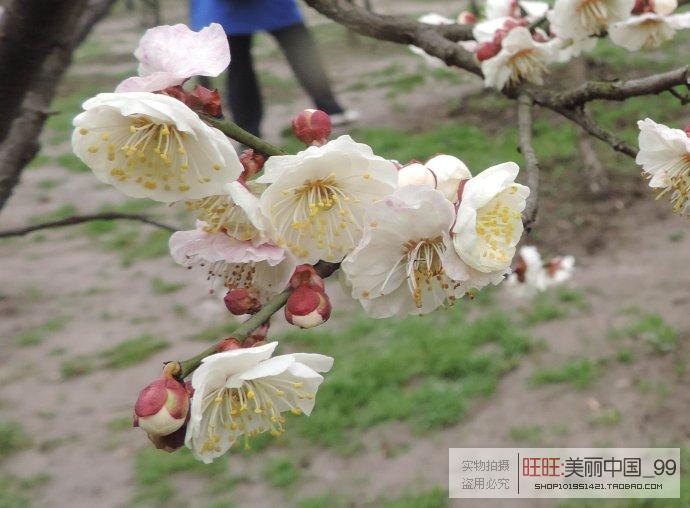 正宗繁花玉蝶梅 珍稀白梅花品种 盆栽浓香苗木彩叶 苗木包成活