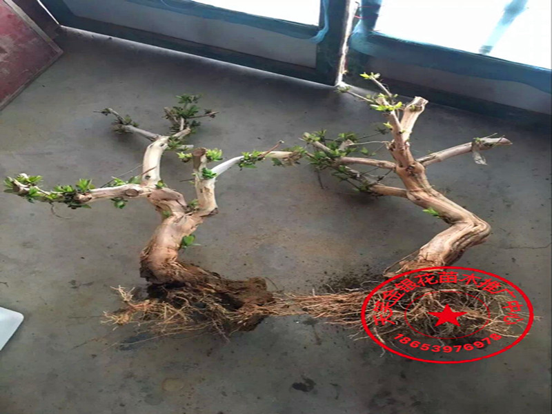 金银花苗 优质 红色金银花 树型 爬藤金银花 盆栽盆景精品 包邮