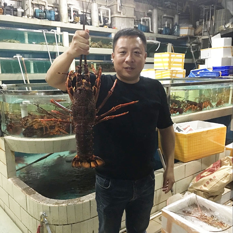 【包活到家】2斤 澳洲澳龙进口鲜活 红奥龙刺身大龙虾海鲜