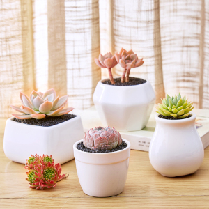 白色多肉植物组合花盆