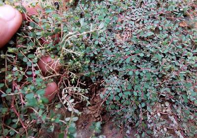 中草药地锦草奶浆草铺地锦铺地红血见愁卧蛋草地联红莲草小飞扬草