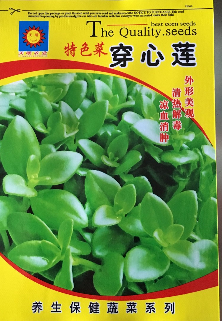 原包装特色菜 穿心莲种子 凉血消肿 清热解毒  养生保健蔬菜种子