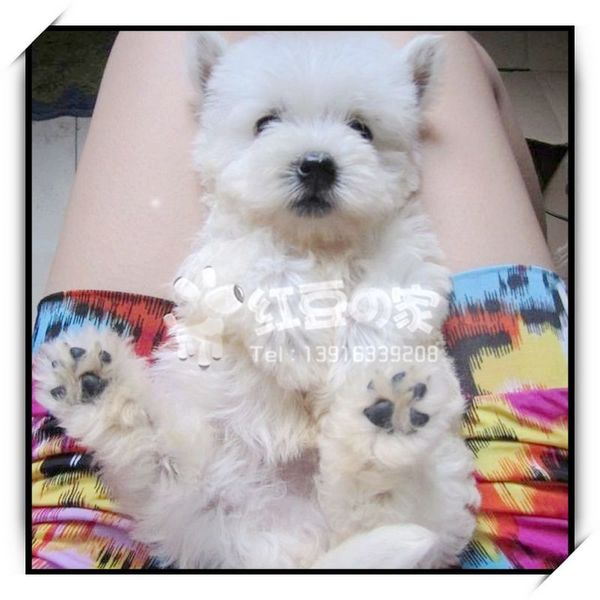 热销狗狗 5家养健康实物视频大毛量西高地白梗