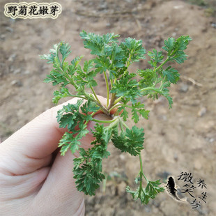 野菜 包邮 野菜 天然野生 新鲜 野菊花芽脑嫩芽头 现采