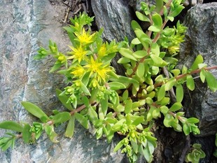 野生散装新鲜垂盘草老鼠芽白大地蜈蚣垂盆草