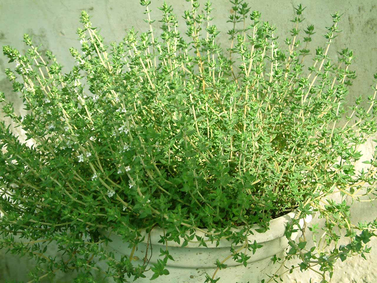 法国百里香苗 芳香植物 香草苗 草花卉 小盆栽 香草料理 香草茶