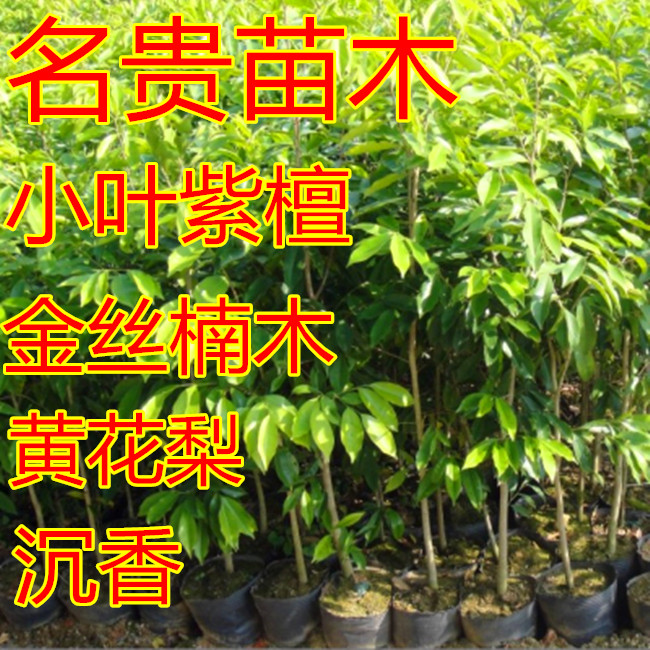 沉香苗海南黄花梨苗正宗金丝楠木树苗小叶紫檀苗金丝楠木名贵树苗 ￥2