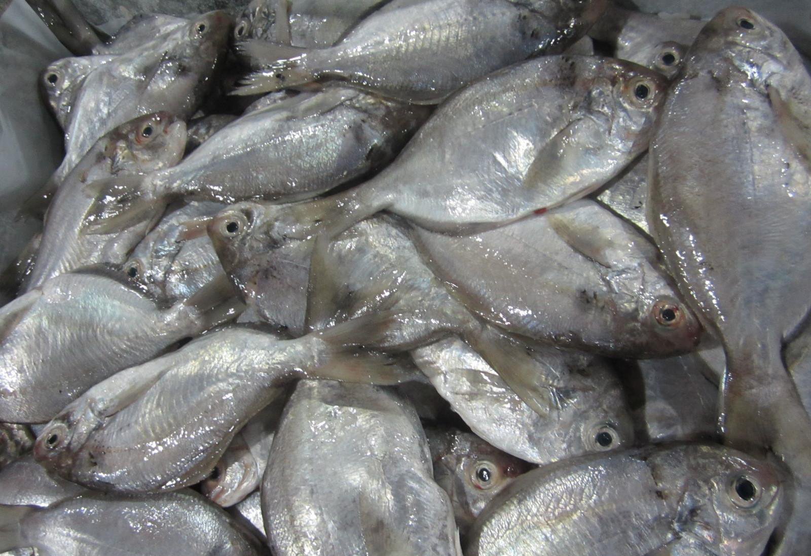 广东沿海常见的海鱼大全，你都吃过吗？ - 知乎