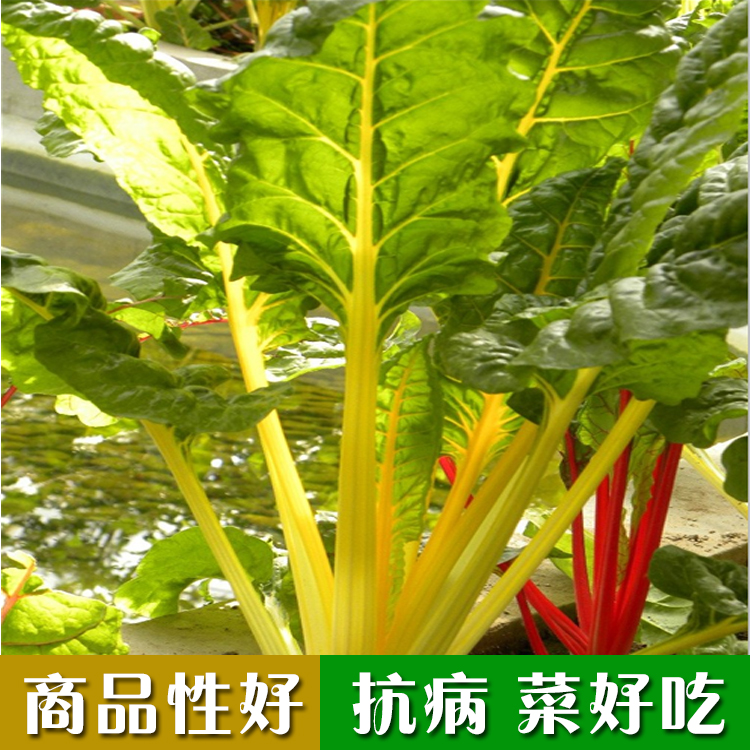 天然补血蔬菜 红根达菜种子 红菠菜 营养保健蔬菜种子