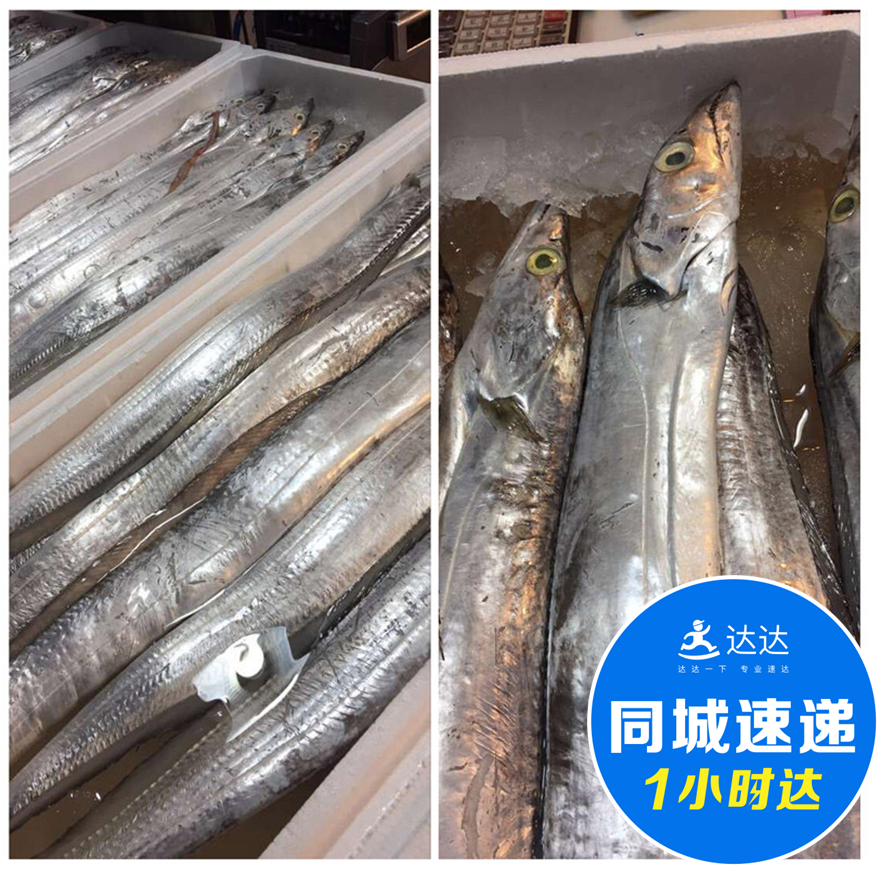 特价舟山野生带鱼新鲜油带鱼冰鲜带鱼好质量鲜带鱼只售京津冀地区