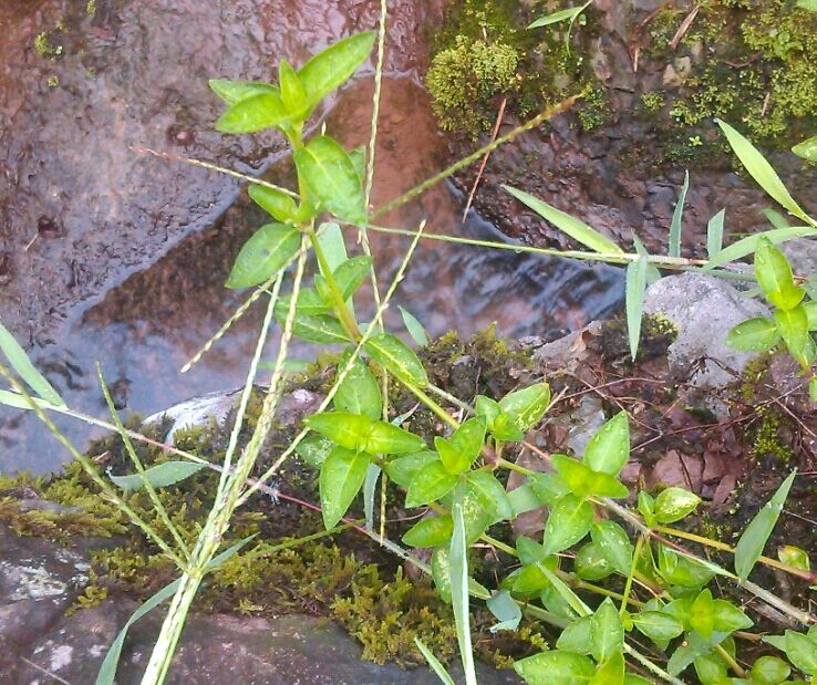 新鲜野生中草药爵床 六角英 六角婴 狐狸尾 土夏枯草