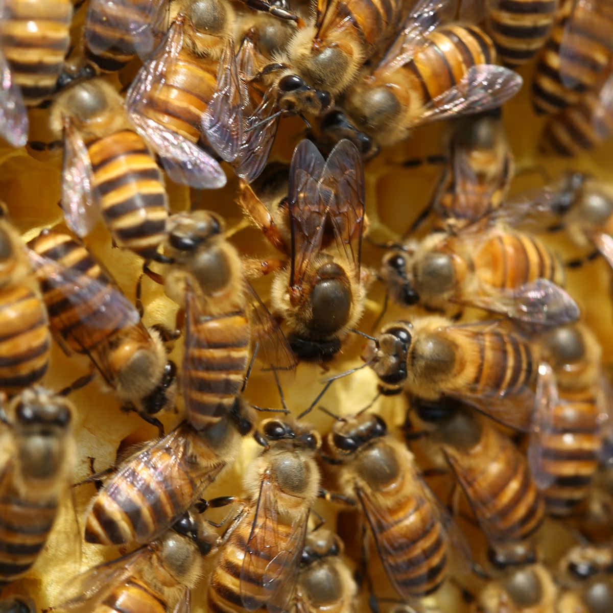 养蜂人酿造甜蜜致富路 - 当代先锋网 - 市州县新闻