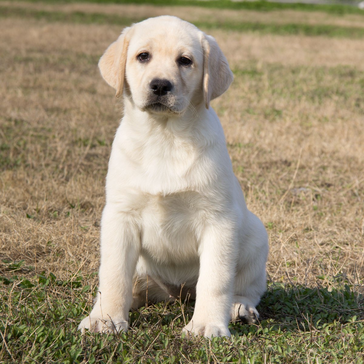 纯种拉布拉多犬幼犬狗狗出售 宠物拉布拉多犬可支付宝交易 拉布拉多犬 /编号10082401 - 宝贝它