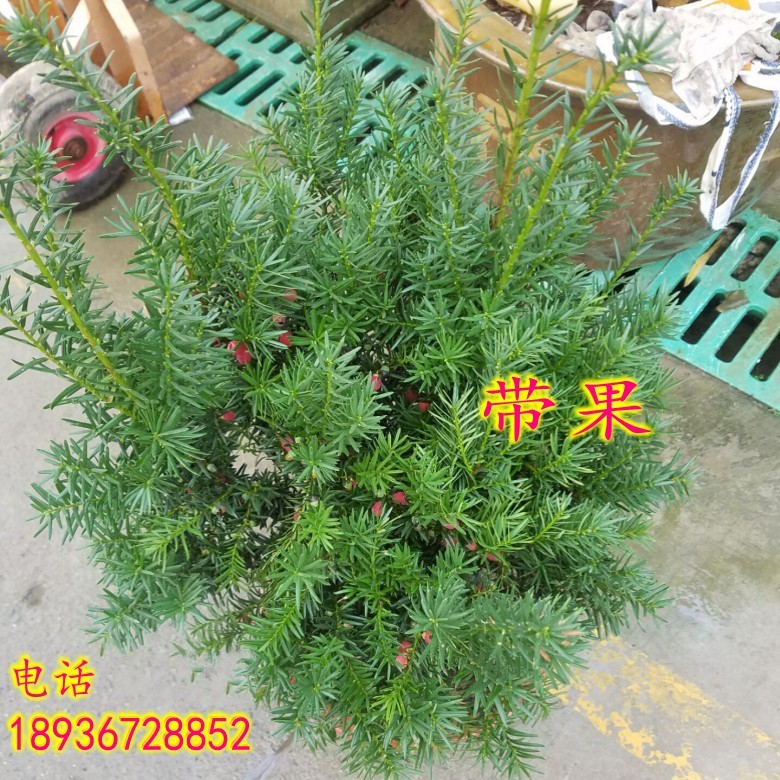 正品[绿色小家电]绿色圃中小学教育网评测 绿色