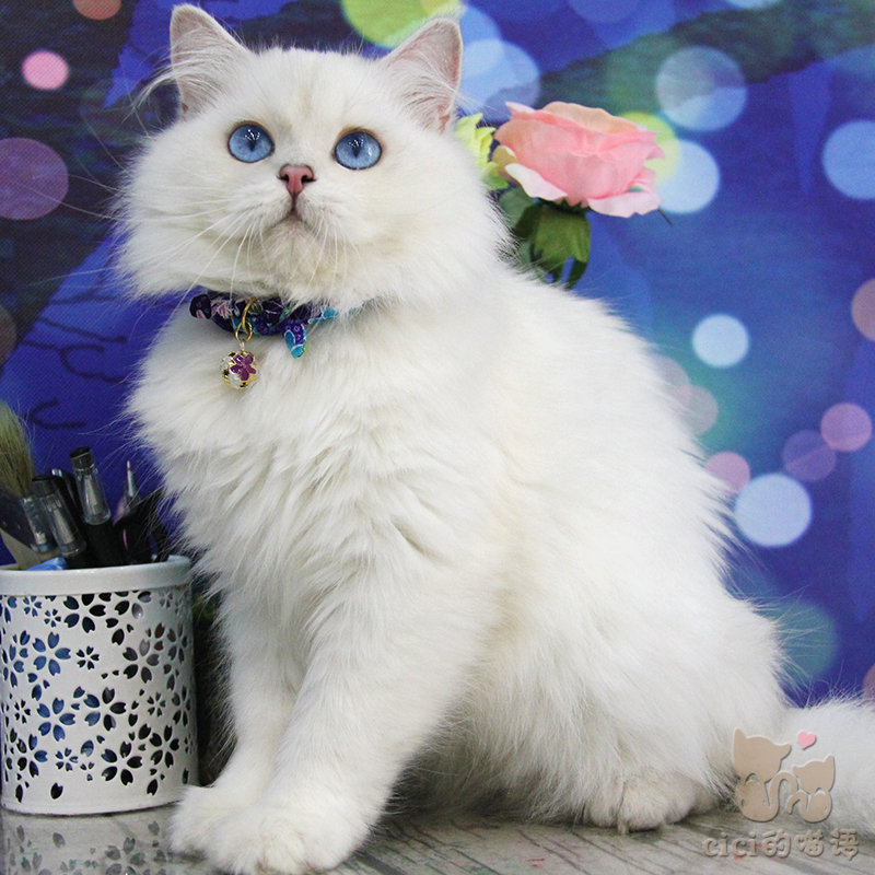 活体家庭式猫舍纯色波斯猫 长毛加菲猫全身雪白波斯猫弟弟三个月