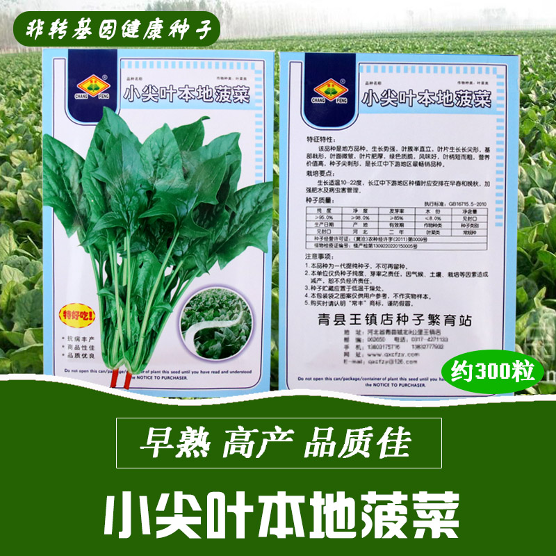 本地小尖叶菠菜 红根菠菜尖叶菠菜阳台盆栽四季易种家庭蔬菜种子