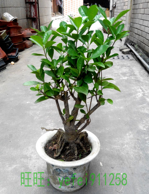 水横枝粗大树头 花香扑鼻 绿植盆栽 桅子花小盆景 净化空气白色花