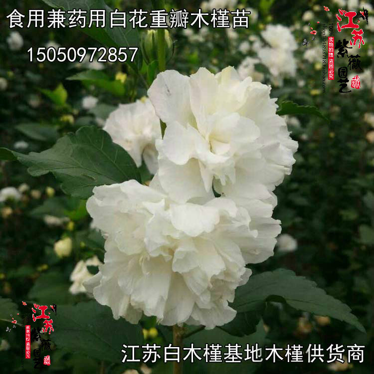 白木槿苗食用药用白花木槿树苗庭院地栽鸡肉花苗花朵可以吃绿色苗