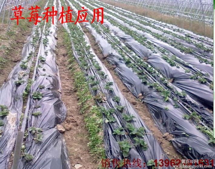 厂家直销塑料薄膜 黑地膜白地膜 双色地膜 草莓专用除草地膜