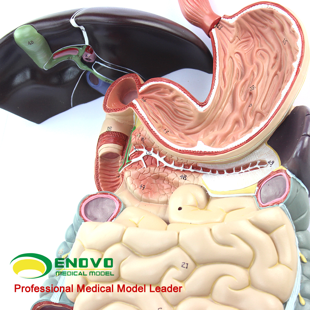 enovo颐诺医学人体消化系统模型胃肝解剖模型消化道消化内科模型