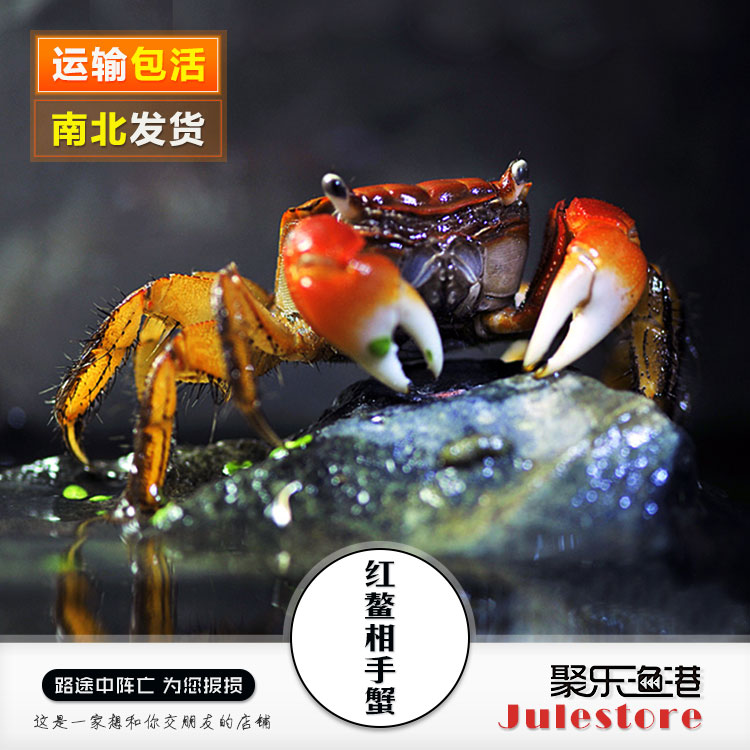 红螯相手蟹红爪蟹佛脸蟹淡水螃蟹观赏蟹活体宠物蟹吃涡虫除藻好养