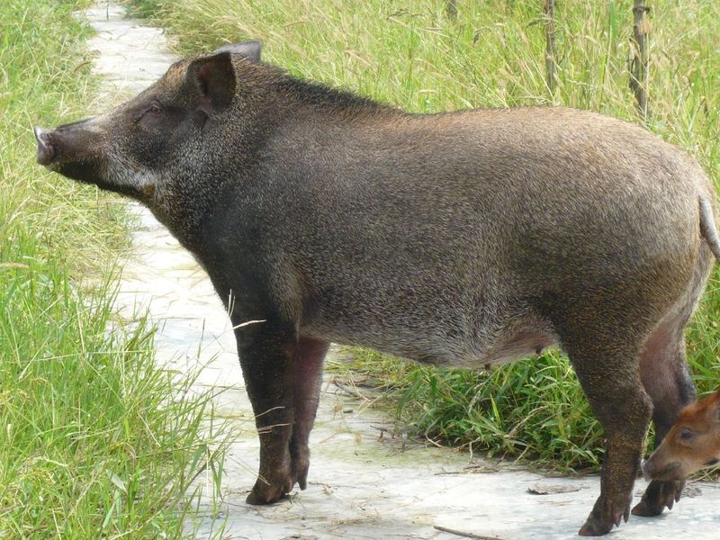 四川特产四川腊肉南充特产腊肉正宗跑山猪野猪腊肉正宗散养
