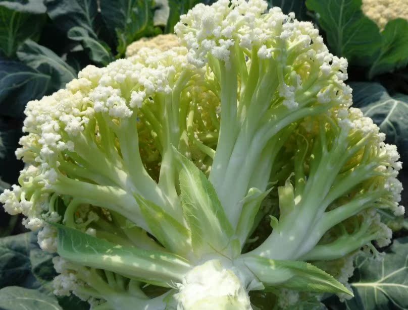 39元包邮秋冬播蔬菜苗有机花菜苗西兰花苗莴笋苗红菜
