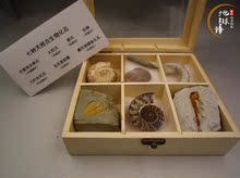 天然7种古生物化石标本盒三叶虫化石琥珀原石奇石摆件石头礼品