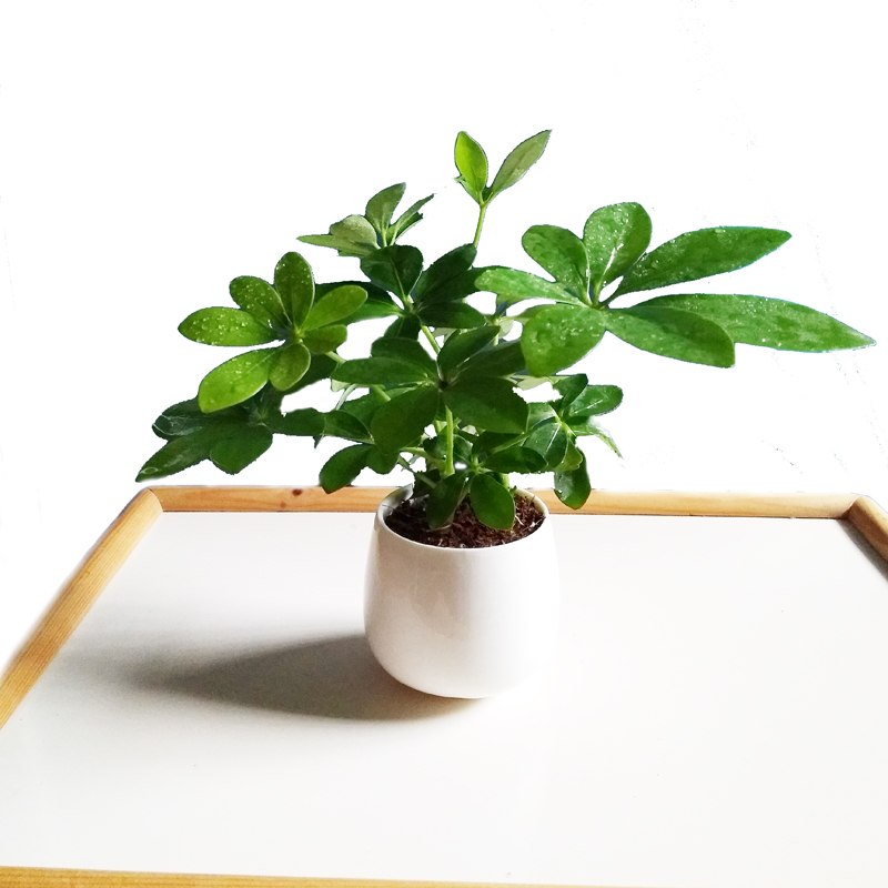 属虎旺财植物七叶莲室内绿萝发财树文竹盆栽吸甲醛水培绿植防辐射图片