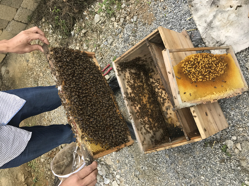 活体中华蜜蜂 笼蜂 中蜂蜂群 中蜂蜂王种王 蜂群 双色