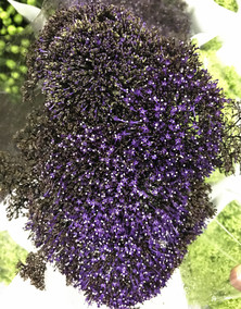 灯台花 绿灯台 可开花 高端木本花卉 配花点缀 花艺插花 北京速递