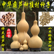 盆栽观赏葫芦种子手捻葫芦种子粒大 包邮 大中小葫芦种子 福禄聚