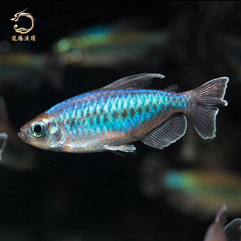 卵生鱼淡水鱼活体鱼七彩塘礼鱼热带鱼观赏鱼草缸小型鱼包损鱼