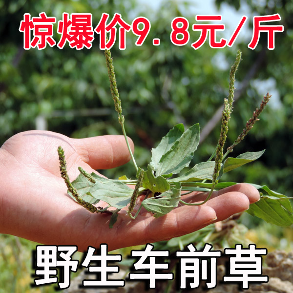 中药材 野生车前草 车轮菜 茶 新品干货 痛风500g 2斤包邮