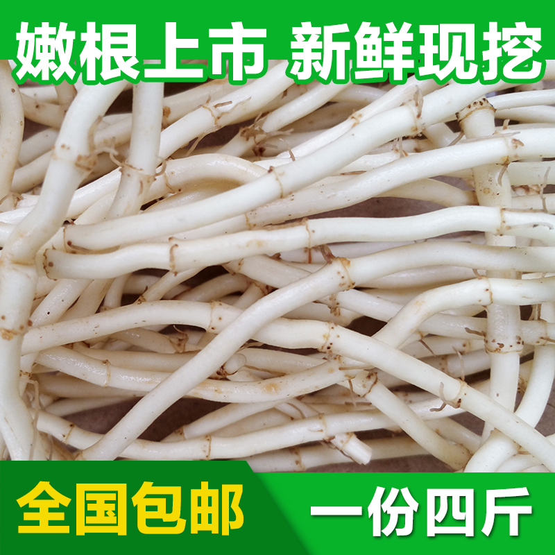 现挖新鲜鱼腥草折耳根野生侧耳根节节根传统营养滋补品1份5斤包邮