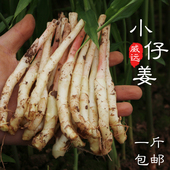 现拍现挖嫩姜 泡姜 包邮 子姜 四川特产泡姜 嫩姜新鲜 仔姜鲜姜芽