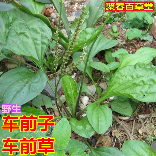 新鲜野生草药蛤蟆衣 车前子车前草 牛舌草 猪耳朵草500克顺丰航空